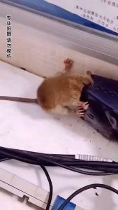 Mouse Trap Rat Trap Perangkap Tikus Easy Effective - Pest Control 老鼠夹 Capture Rate Anti rat Mouse Trap