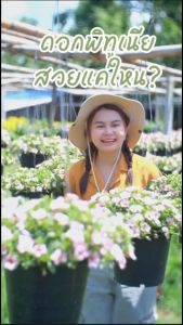 Treeno.9 พิทูเนีย ดอกใหญ่ คละสี Petunia กระถางแขวน 8 นิ้ว/ สูง 25-30 ซม. มือสายที่ไม้ประดับ ธมรสิ่งมุม ไม้ดอก ไม้ประดับ บรรจุภัณฑ์ดอกไม้