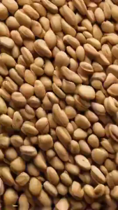 Fenugreek Seeds 300g | Premium Whole Methi Seeds for Cooking Tea Curry Pickling & Wellness