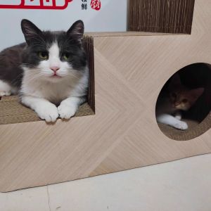 Staircase Cat Scratching Board Short Legged Elderly Cat Friendly Modulated BB Furrow 60*45cm Free Shipping by SF Express