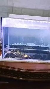 Lampu LED Aquarium Hemat Energy Cahaya Terang