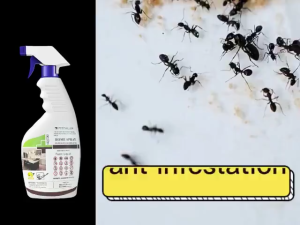 Ant Killer Spray 500ML Odorless Non Toxic Fast Acting Long Lasting Protection Safe for Families Pets All Indoor Outdoor Spaces Clear All Ants Repellent Home Kitchen