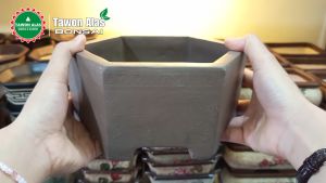 Pot Bonsai Segi Enam Unik: Desain dan Penggunaan