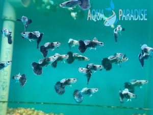 Guppy Halfmoon Black Panther