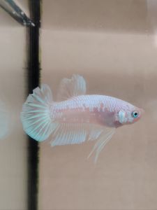 Haftmoon Plakat Betta Fish - Celio Fancy