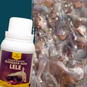 Vitamin Ikan Lele Cepat Besar Pembesar Nafsu Makan Ikan Lele / Suplemen Obat Lele Biar Cepat Besar