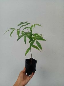 Libas/Hog Plum/Santol/Kamias Seeds and Seedlings (Luzon only)