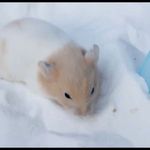 Tempat Mandi Hamster Pasir Mandi Hamster Sugar Glider Marmut Original