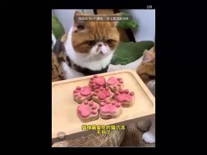 Super Value Pack 4 flavors biscuits Cranberry Cat Grass Egg Purple Sweet Potato Freeze Dried  treats Cat Food Cat Snacks 4种口味猫爪饼 蔓越莓 猫草 蛋黄 紫薯  宠物冻干