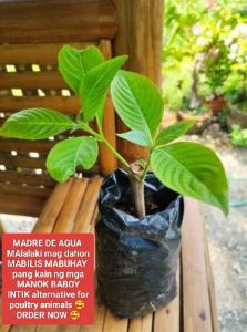 MADRE DE AGUA 2+1 SEEDLINGS ORDER NOW ALTERNATIVE FOR POULTRY ANIMAL