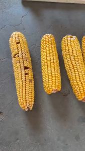 High-Quality Raijin Corn Thresher: Manual Type Corn Sheller