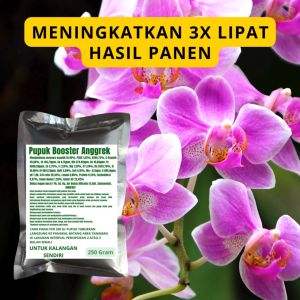 Pupuk Booster Anggrek: Cara Meningkatkan Kualitas Tanaman Hias