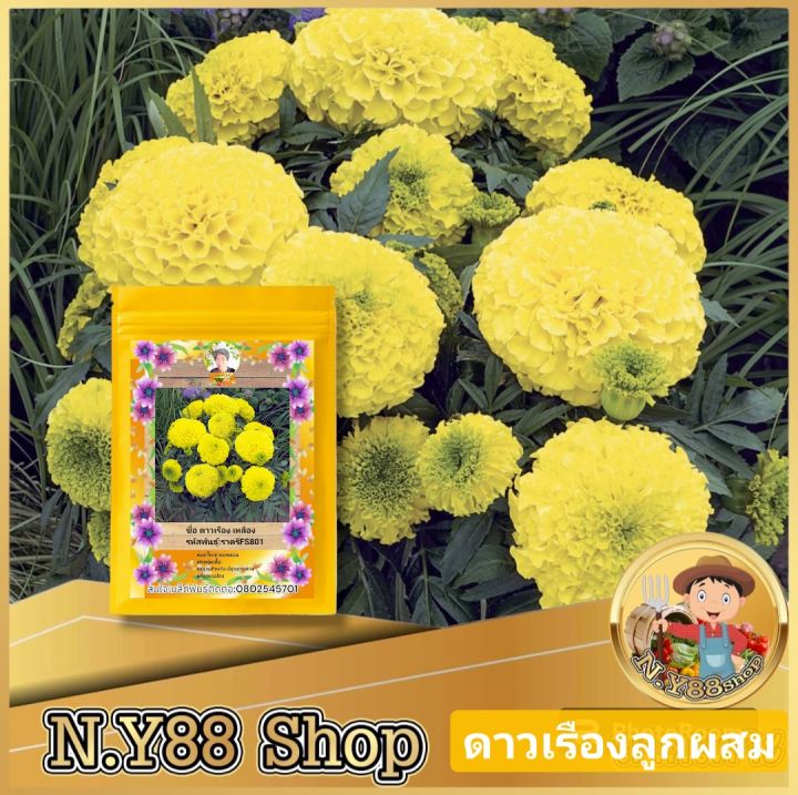 เมล็ดพันธุ์ดาวเรืองลูกผสม เหลือง ทรงพุ่มเตี้ย ดอกดก