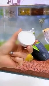 Batu Aerator NANO N50 Diameter 5 CM Bubble Air Stone Pipih Bulat Gepeng 5cm Gelembung Udara Oksigen Aquarium Aquascape Kolam