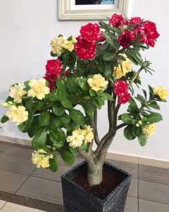 Tanaman Hias Adenium /Bibit Kamboja Jepang -Kembang /Kawinan Silang