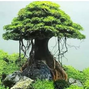 hiasan aquarium aquascape pohon bonsai umbrella include moss