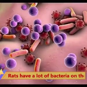 rat poison killer cockcroach killer Safe and non-toxic Pack of 10 capsules There are no insects and mice within 100m rat repellant rat spray killer from japan rat off spray original