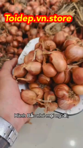 Hành Bắc Khô Thơm Ngon Chất LượngChuẩn Hành Ta Kinh Môn Hải Dương Loại 1 Nhà Trồng OrganicHành TímTỏi tímhành phitỏi Bắctỏi cô đơn