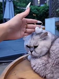 ร้านอยู่ที่ไทย พวงกุญแจจี้กล่องเก็บขนสุนัข เก็บขนสัตว์ วัสดุพลาสติกแบบใส เครื่องประดับห้อยตกแต่งกระเป๋านักเรียน