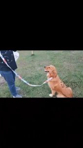 TRENY 3M/5M Pet Traction Rope Dog Traction Rope Automatic Telescopic Traction Pet Leashes Dog Leash Product