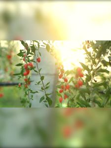 Ningxia Goji Berry 180G (10g*18bags）Wolfberry Large Ningxia Wolfberry Red Goji Dried Chinese Herbs