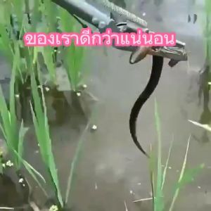 คีมจับงู อุปกรณ์จับงู Snake Tweezers Stick 1.2m/1.5m/2m ยืดหยุ่นยืดหยุ่นงูตองงูจับสัตว์เลื้อยคลาน g rabber herp ไม้จับคีมจับงู อุปกรณ์จับงู พับเก็บได้ ที่จับงู งูตองพับได้ไม้จับงูสัตว์เลื้อยคลาน Snake Catch Tool Grabber