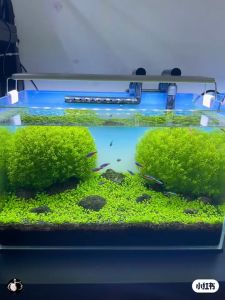 Lampu LED GANTUNG Aquascape Aquarium 20 - 80cm WRGB