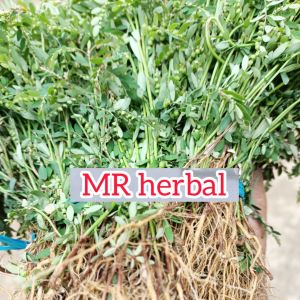 Daun meniran segar per 250 gram