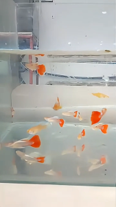 Albino Golden Red Sky Guppy (Male & Female)