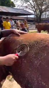 NEW 6 Putaran Sisir Pembersih Bulu Domba Kambing Horse Hair Comb Garukan Sapi Atau Sisir/Garukan Sapi atau Sisir Pembersih Bulu