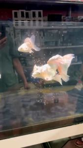 Thức ăn cá Multi Color Butterfly Carp đạm dinh dưỡng chép sư tử lên màu cá cảnh store