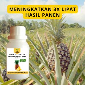 Pupuk Nanas Cepat Berbuah / Pupuk Pelebat Buah Nanas / Pupuk Booster Nanas Cair