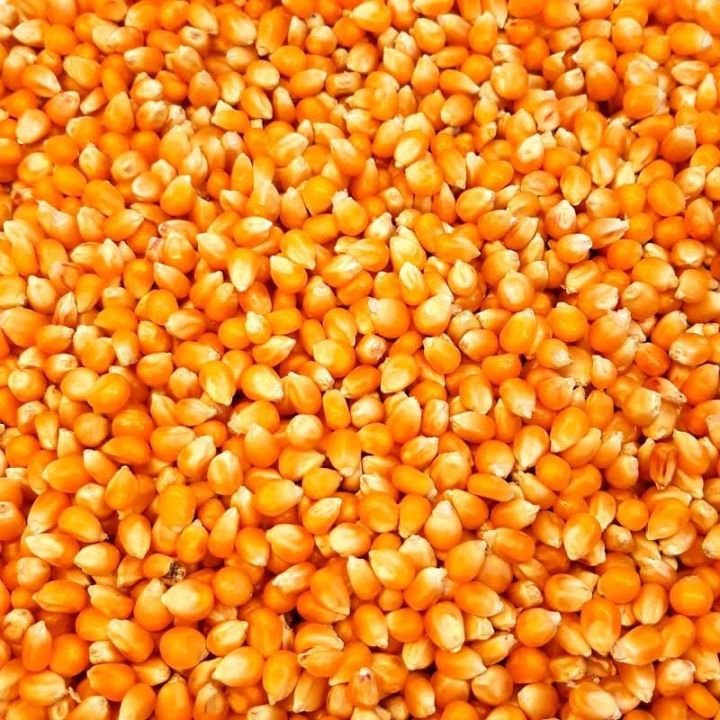 Popcorn Kernel 1kilo Lazada PH