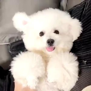 Sisir Bulu Kucing Anjing Sisir binatang peliharaan Panjang Jarum Stainless Steel Halus Serit Kutu Anjing Kucing Perawatan Hewan Peliharaan Gagang Panjang