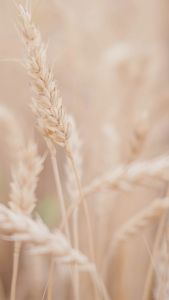 Obat Sakit Gigi 100% Herbal