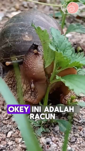 Tiada pembunuh siput dalam 10000 meter.100G ESARO Ubat Siput / Racun Siput/ Snail Killer/ Ubat Siput Chemical Poison Killer Molluscicide Pellets /