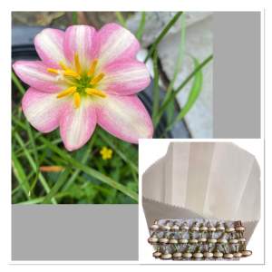 V.หัวดอกบัวดิน Ma220 หัวละ 15 บาท