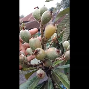 Bibit Leci Kuning Berbunga: Leci Biwa Super & Bibit Leci Berkualitas Tinggi