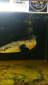 Pelet Great Channa Red Edition Warna Merah Ikan Channa Louhan Arwana IKANESIA