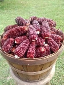 8 BUTIR BIJI/BENIH JAGUNG STRAWBERRY POPCORN