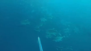 3x12/14/16mm Spearfishing Rubber Tube High elastic Latex Scuba Diving Spearfishing Accessory Equipment