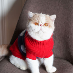YCQPET | Warm Knit Red Cat Sweater
