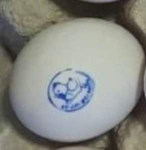 ไข่เชื้อไก่ไวท์เล็กฮอร์น/เล็กฮอร์นขาว White Leghorn Chicken ฟองละ 30 บาท 10ฟองแถมฟรีเพิ่มอีก 2 ฟอง