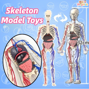 3D Human Body Anatomy Models Science Toys Teaching Tools Kids Toys Skeleton Model Toys Kids Gift