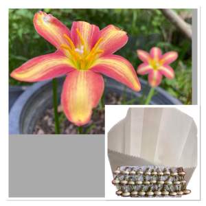 ฑ.หัวดอกบัวดิน Pine Apple หัวละ 20 บาท