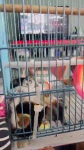 Sugar Glider Cheese Cube Small Animal Pet Snacks Treats Hamster Snacks