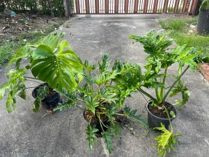 🌿 TLP ต้นไม้ประดับตกแต่งบ้านมอนสเตอร์ร่า ซานาดู ฟิโลมะละกอ