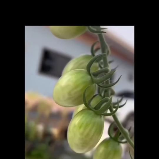 เมล็ดพันธุ์ CHIATAI ผักบุ้งจีนเรียวไผ่ O006 สำหรับปลูกผักสวนครัว