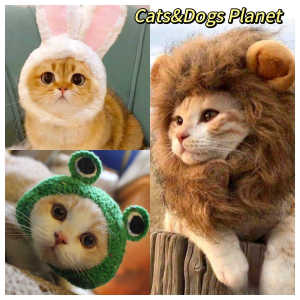Cat Headgear Pet Hat Cute Funny Dog Puppy Photo Props Rabbit Ears Frog Disguise Cap Dress up