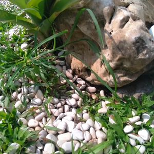 Working Sneakers For You Sepatu Sneakers Pria Casual Code T-09 Size 39 - 43